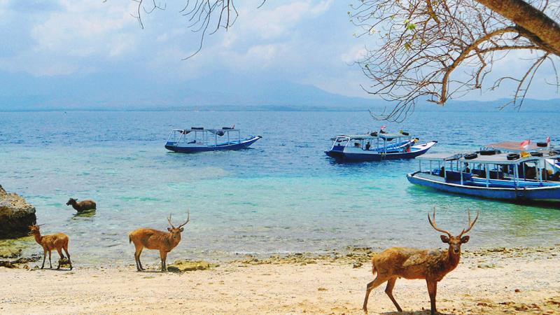 menjangan island west bali