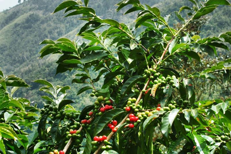 Batukaru Agrotourism