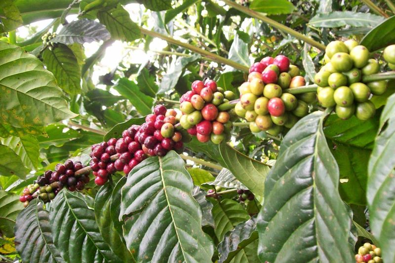 Bali Coffee Agrotourism