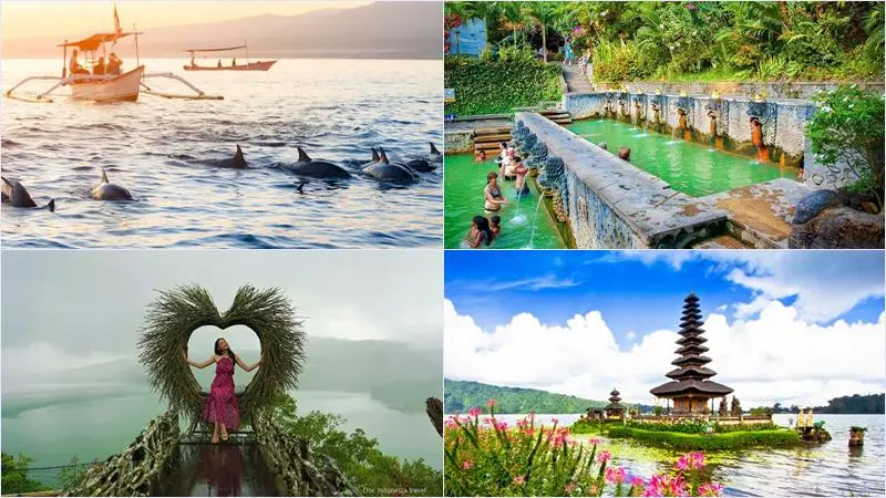dolphin-north-bali-tour