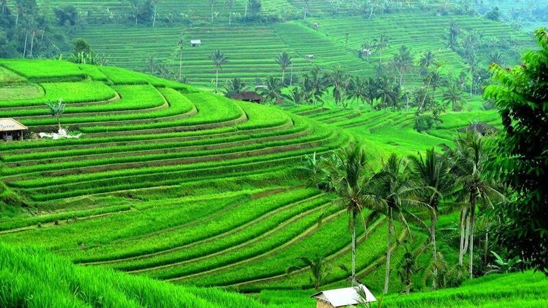 JATILUWIH RICE TERRACES- UNESCO WORLD HERITAGE