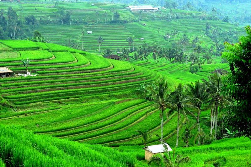 Jatiluwih Rice Terrace: Uncover Bali's Spectacular Landscape