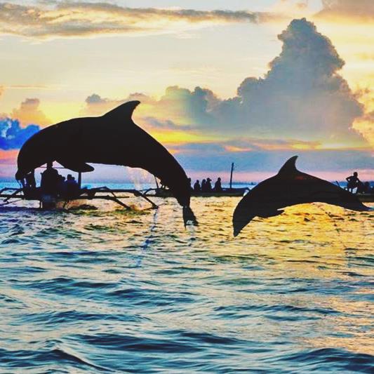 lovina bali dolphin tours