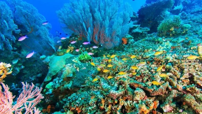 Menjangan Island Snorkeling Trip