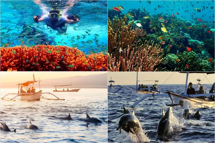 2D1N Menjangan Snorkeling + Lovina Dolphin Tour 2 Days 1 Night Package | Menjangan Snorkeling + Lovina Dolphin Tour