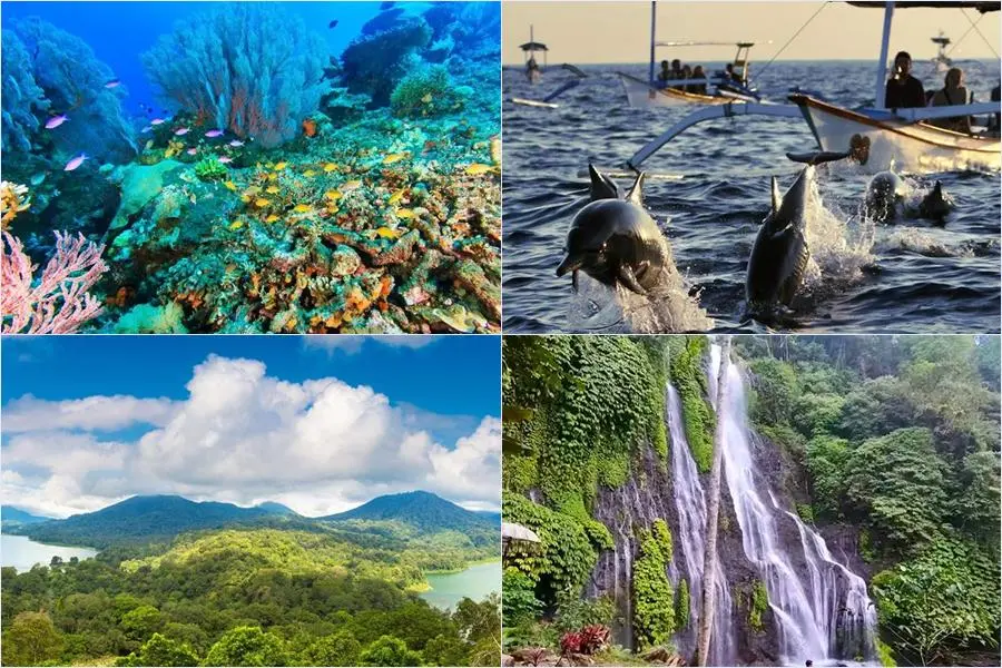 2 Days 1 Night Package | Menjangan Snorkeling + Dolphin & Waterfall Tour