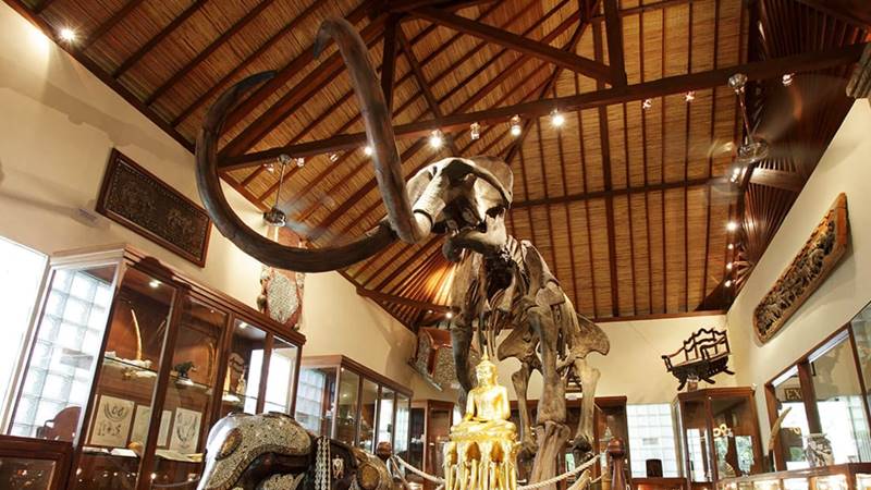 museum elephant