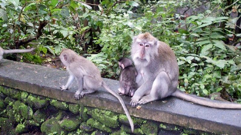 sangeh-monkey-forest