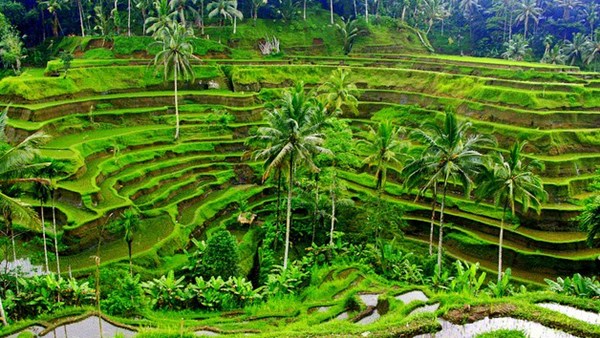 ATV Ride with Volcano Ubud Bali tour