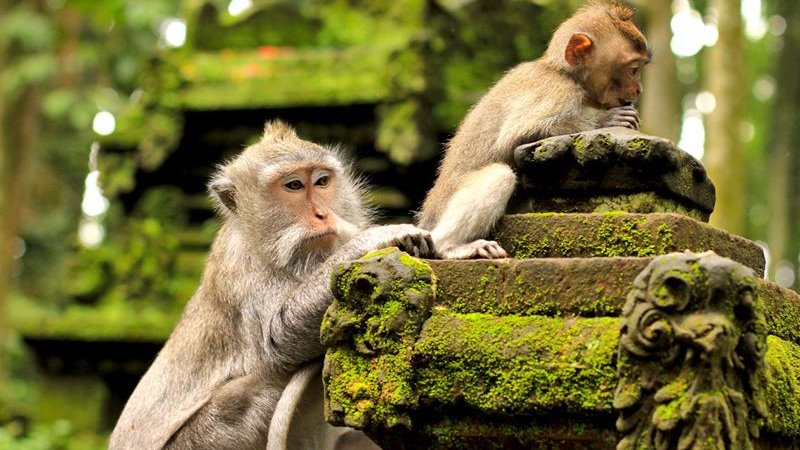 Monkey Sanctuary Ubud