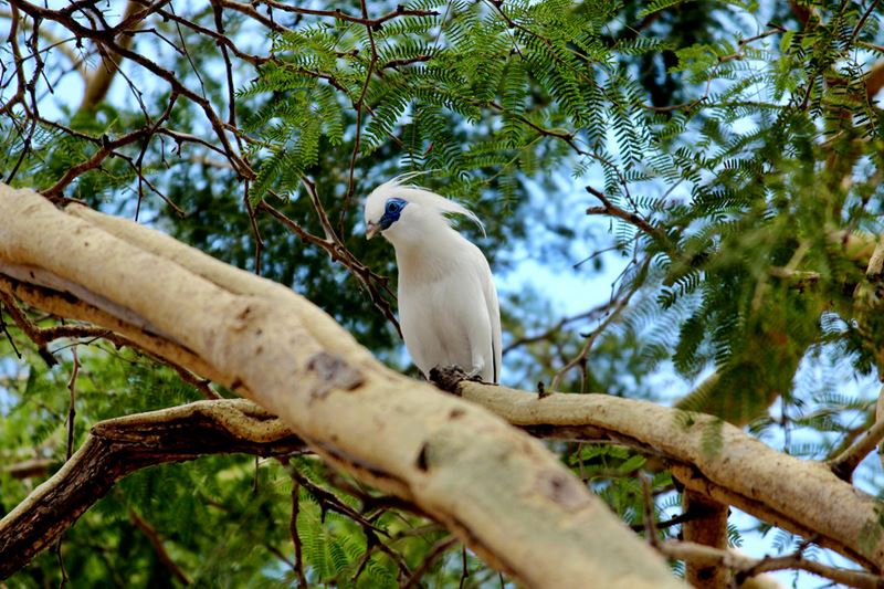 West Bali National Park